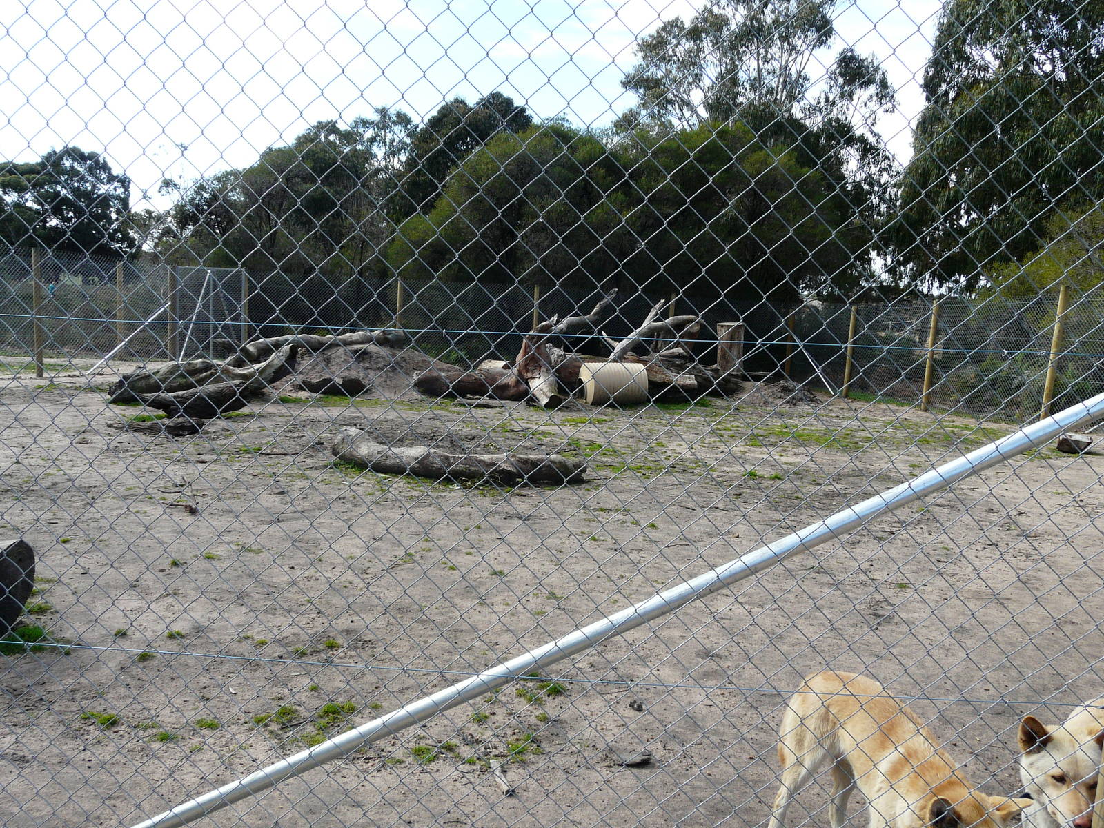Dingo exhibit