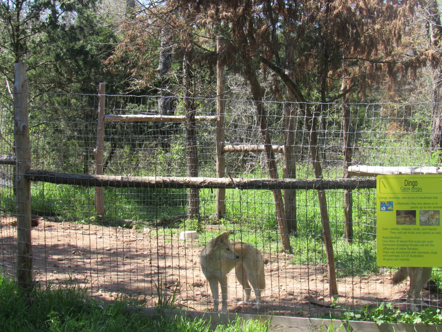 Dingo Exhibit