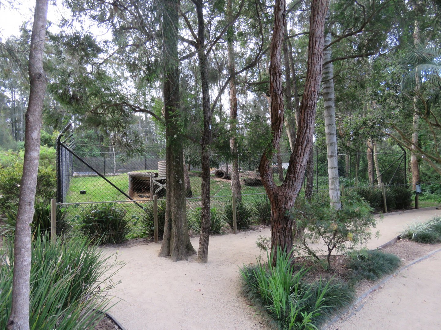 Dingo Exhibit