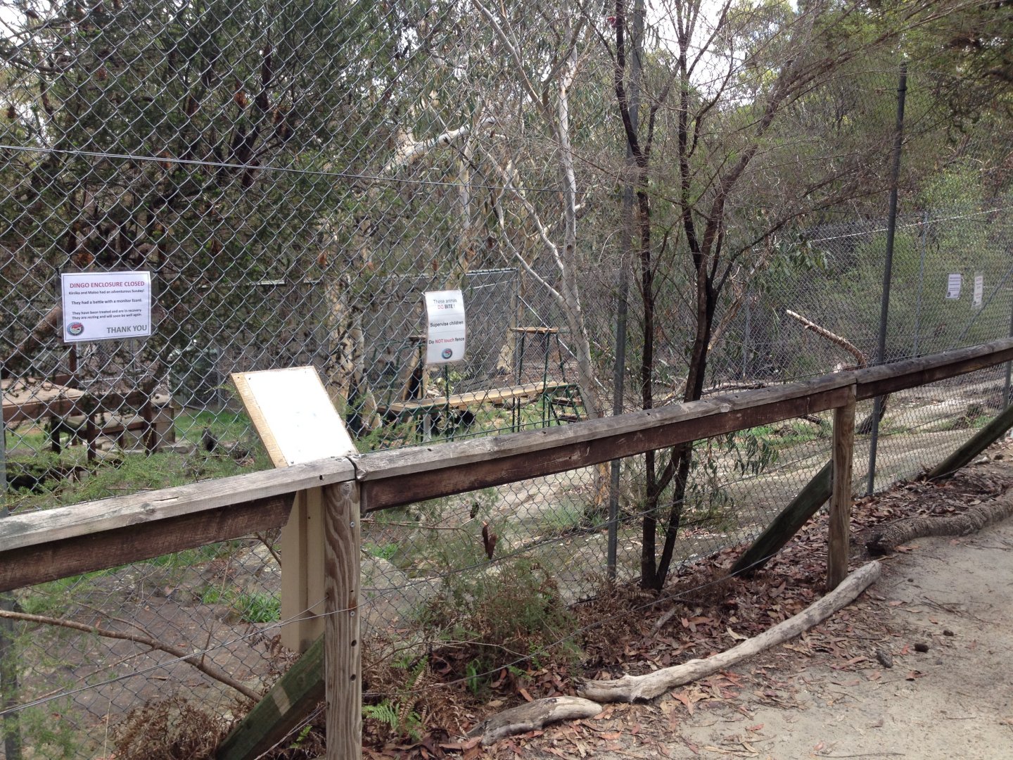 Dingo exhibit