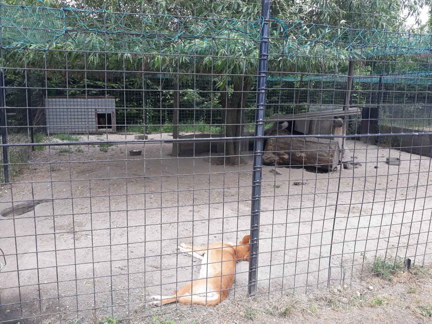 Dingo exhibit