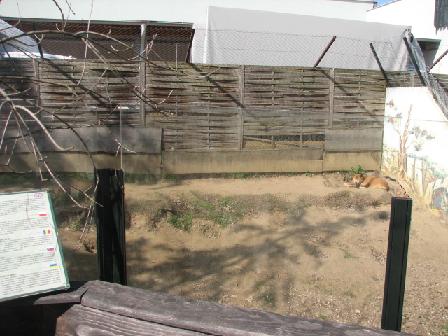 Dingo exhibit