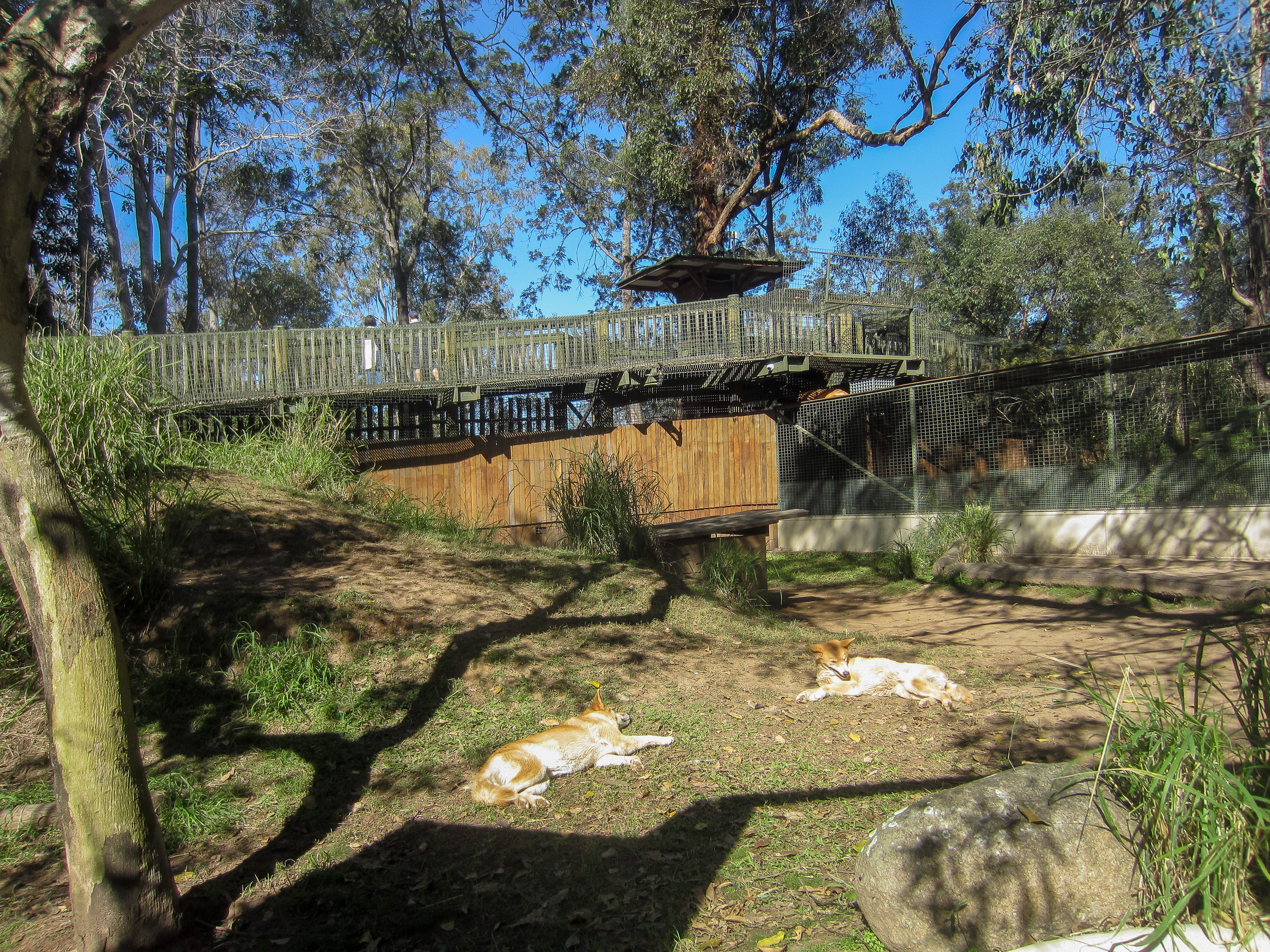 Dingo exhibit
