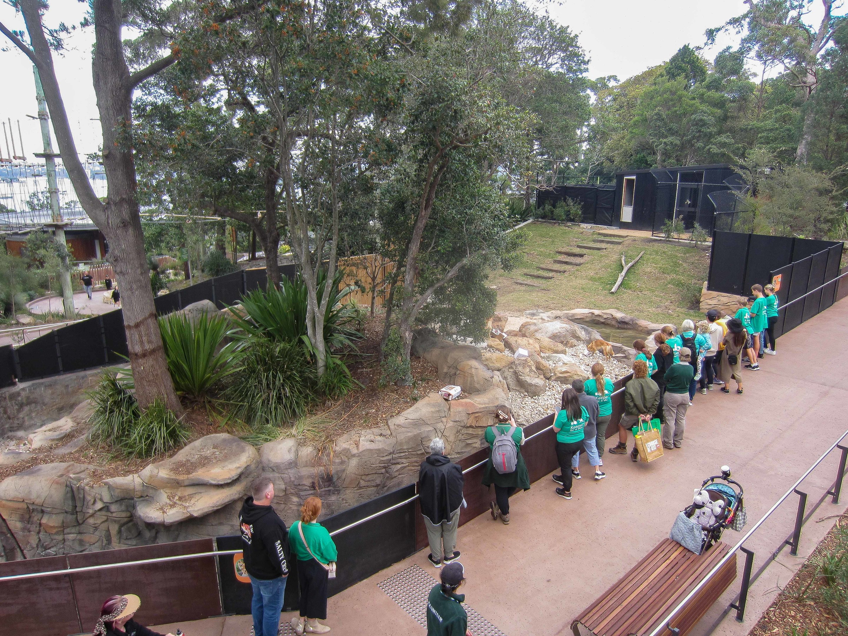 Dingo exhibit