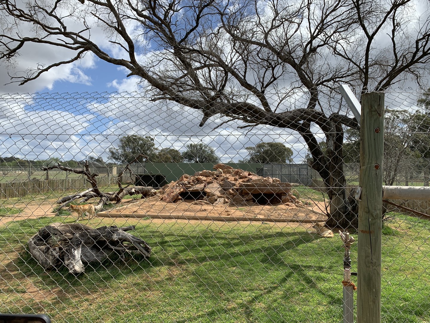 Dingo Exhibit