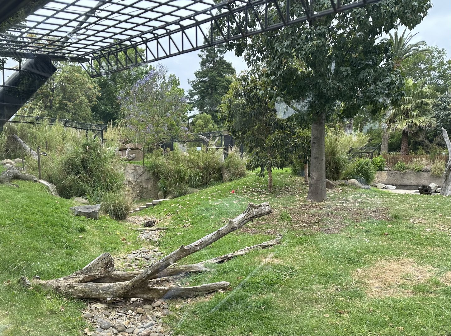 Dingo Exhibit