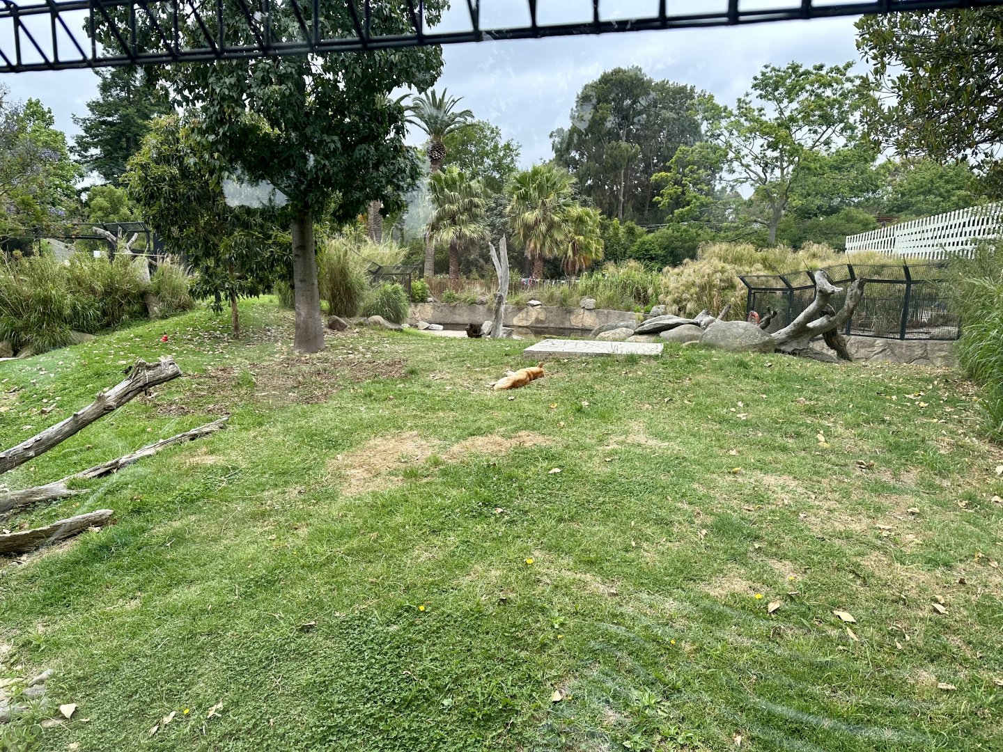 Dingo Exhibit