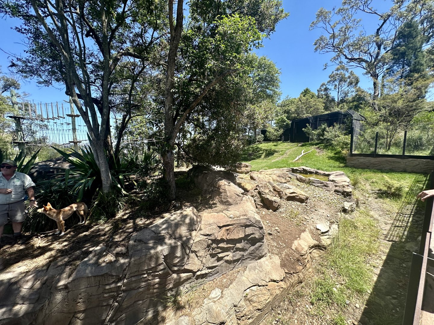 Dingo Exhibit