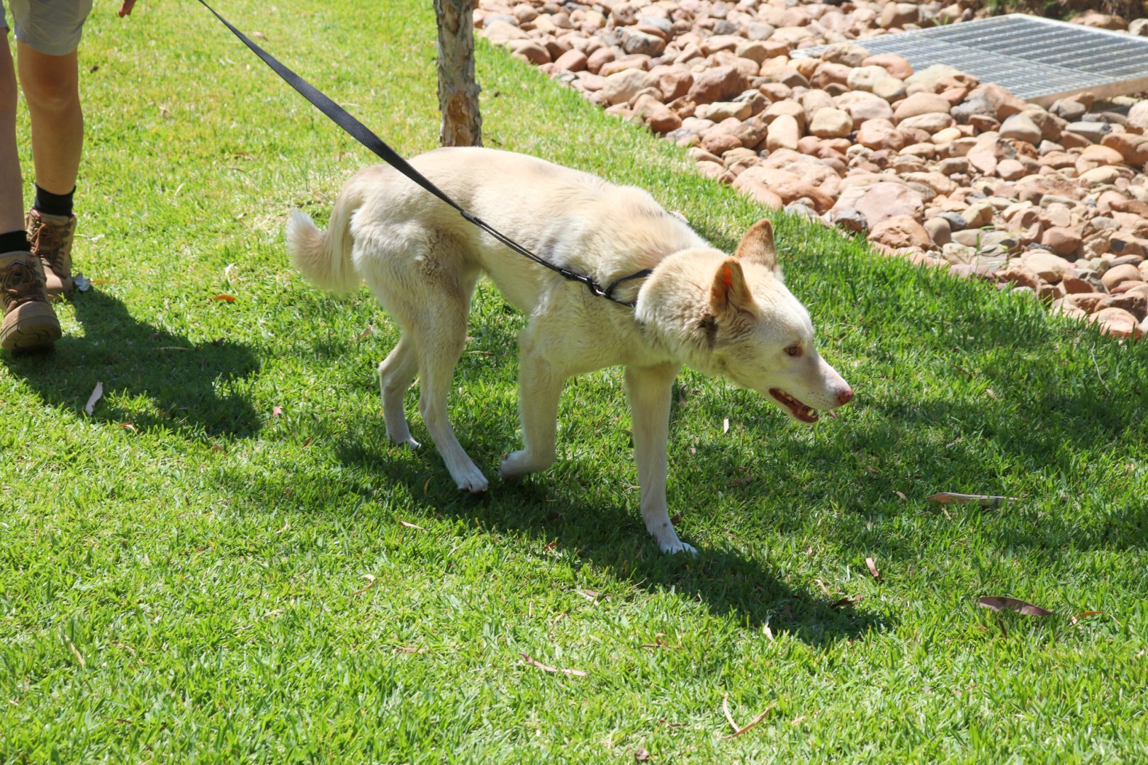 Dingo Going for a Walk