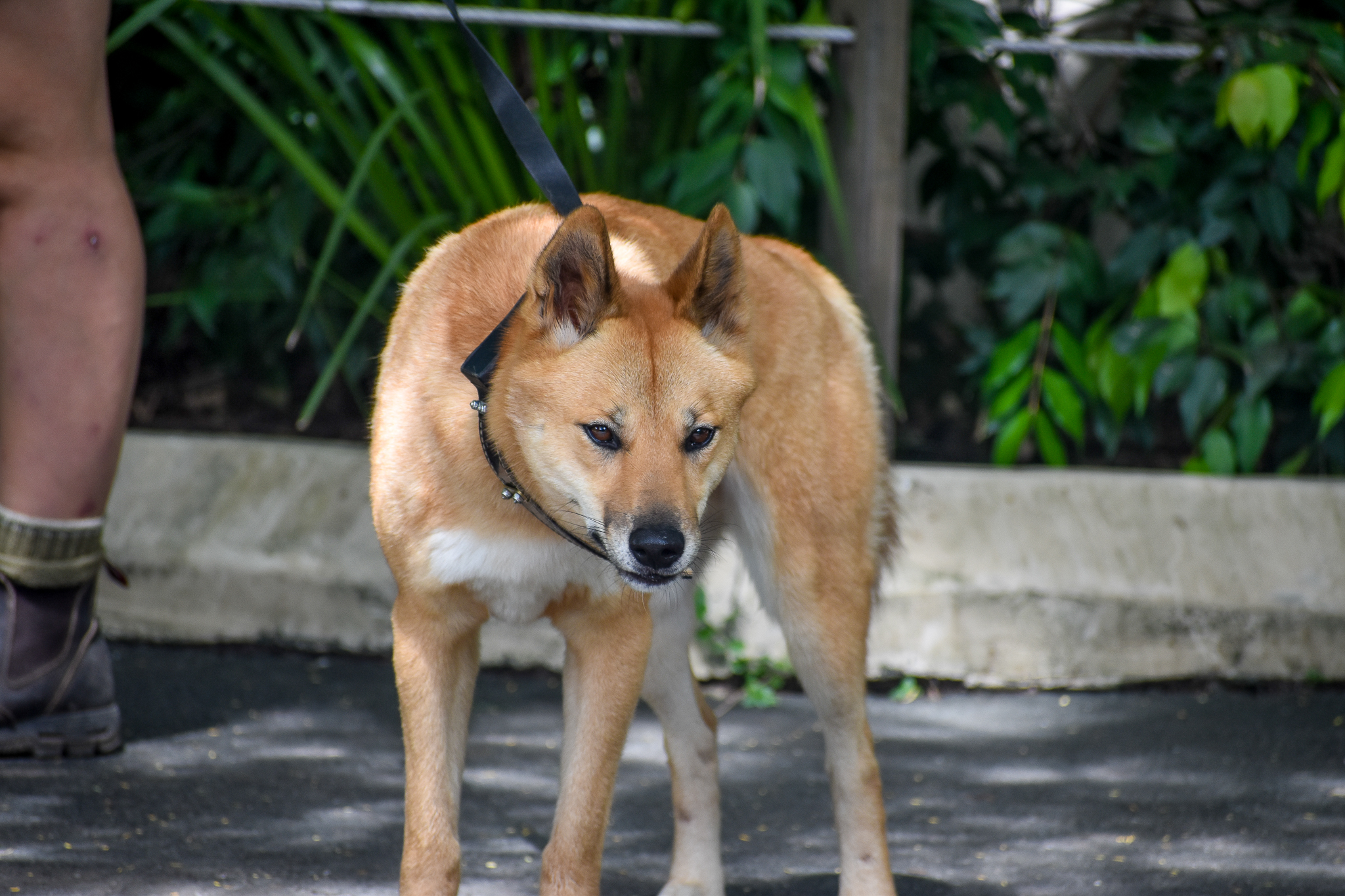 Dingo going for walk