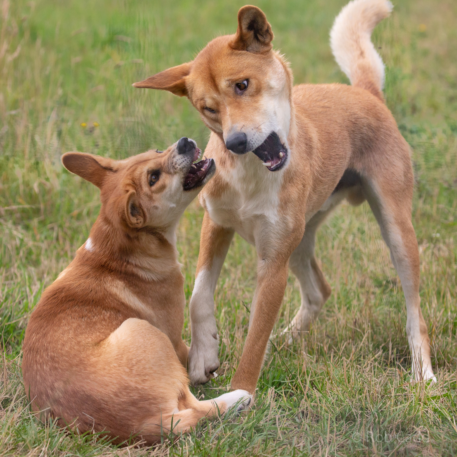 Dingo : Hamerton : 10 Jul 2020