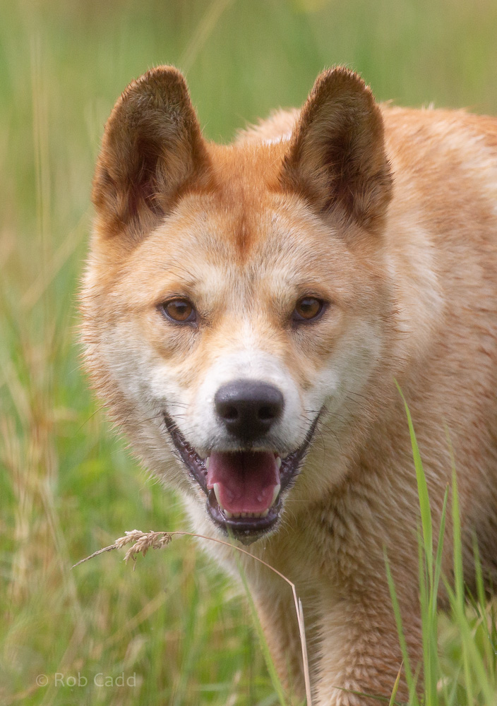 Dingo : Hamerton : 14 Jul 2019