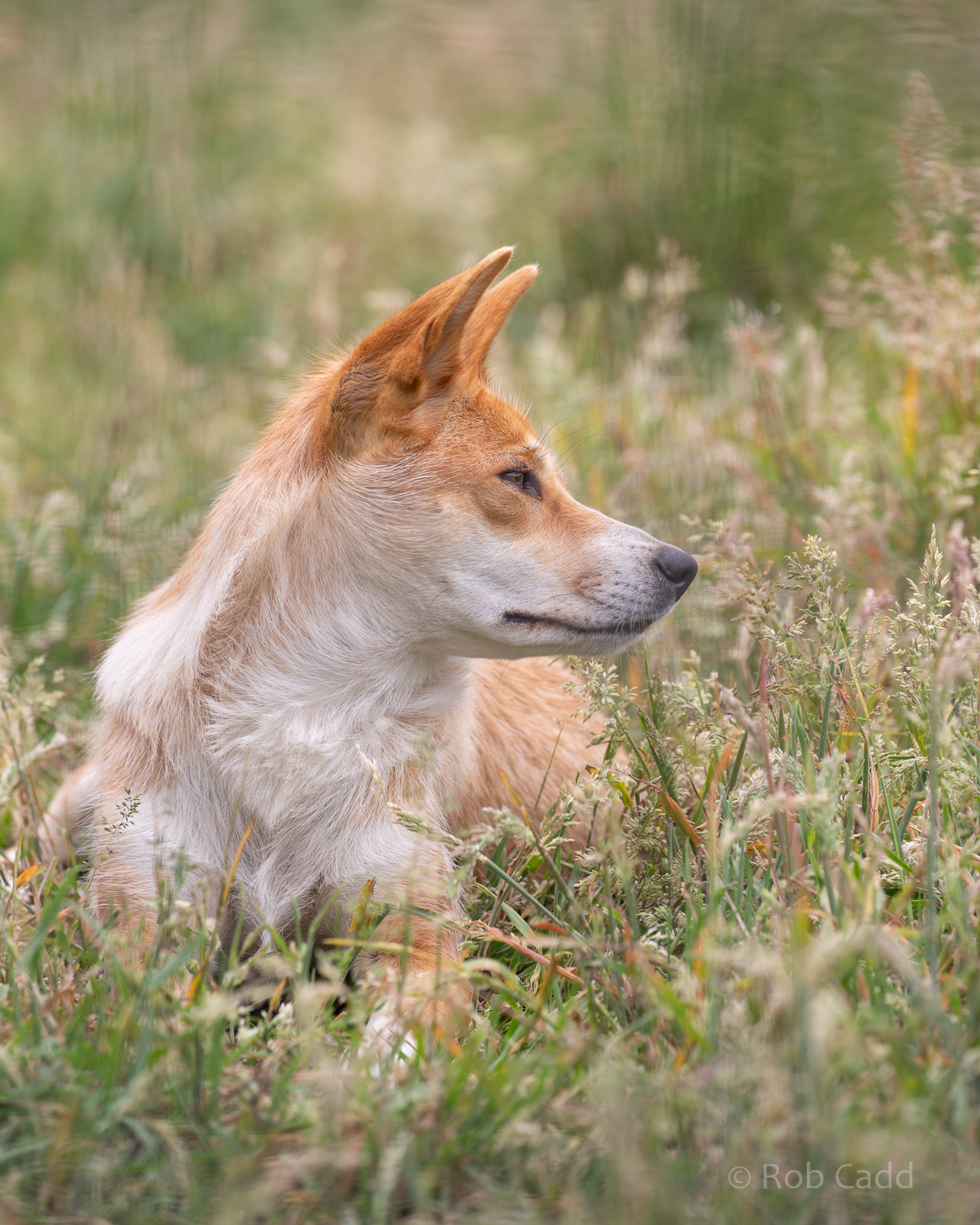 Dingo : Hamerton : 15 Jun 2020