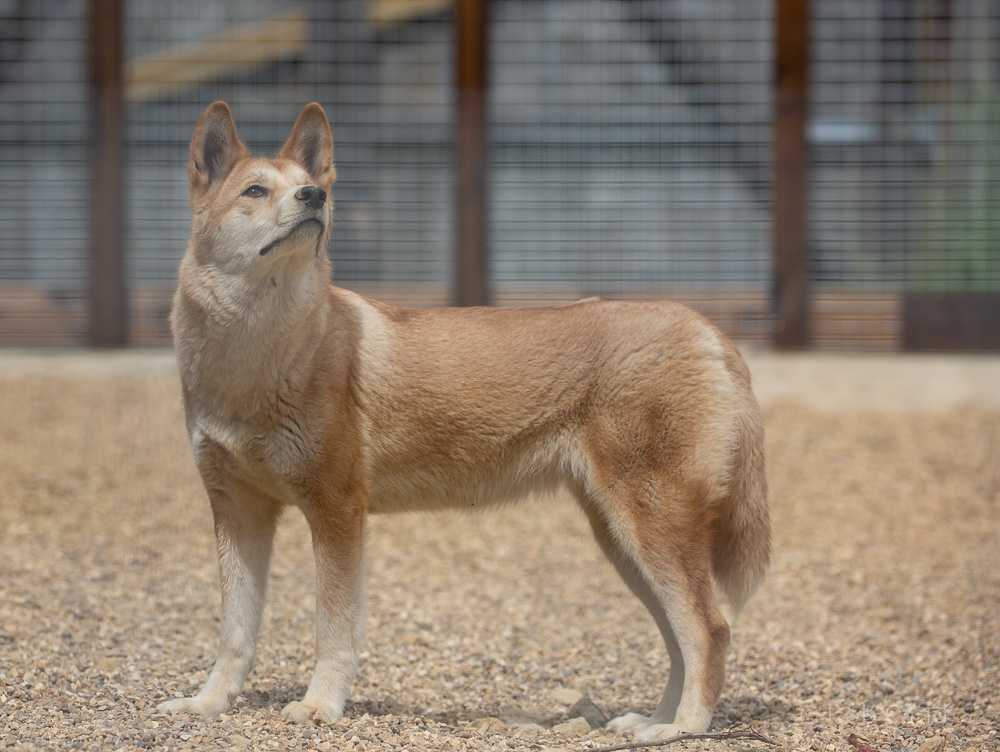 Dingo : Hamerton : 31 May 2019