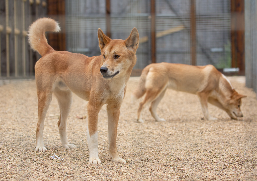 Dingo : Hamerton : 31 May 2019
