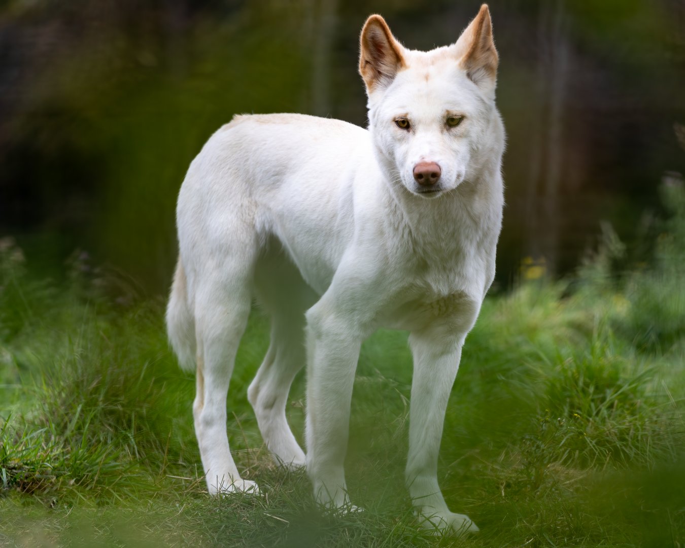 Dingo  / Hamerton / 7-10-21