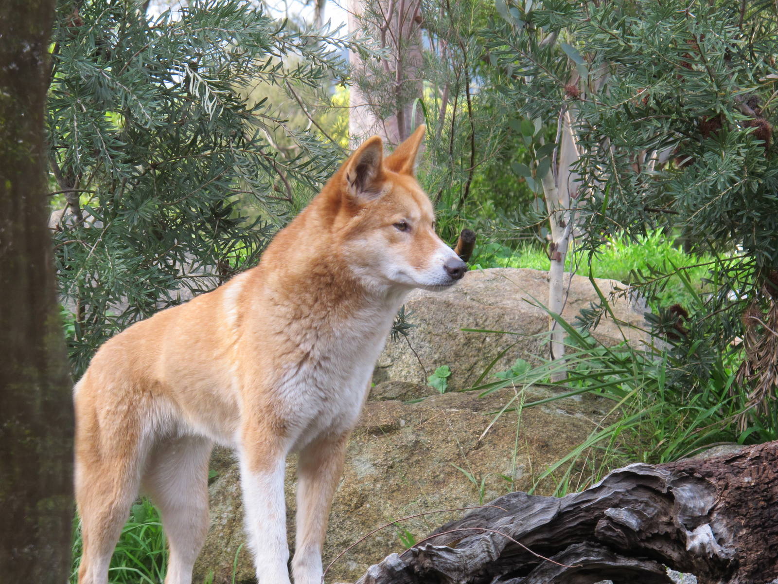 Dingo - Healesville Sanctuary 2013