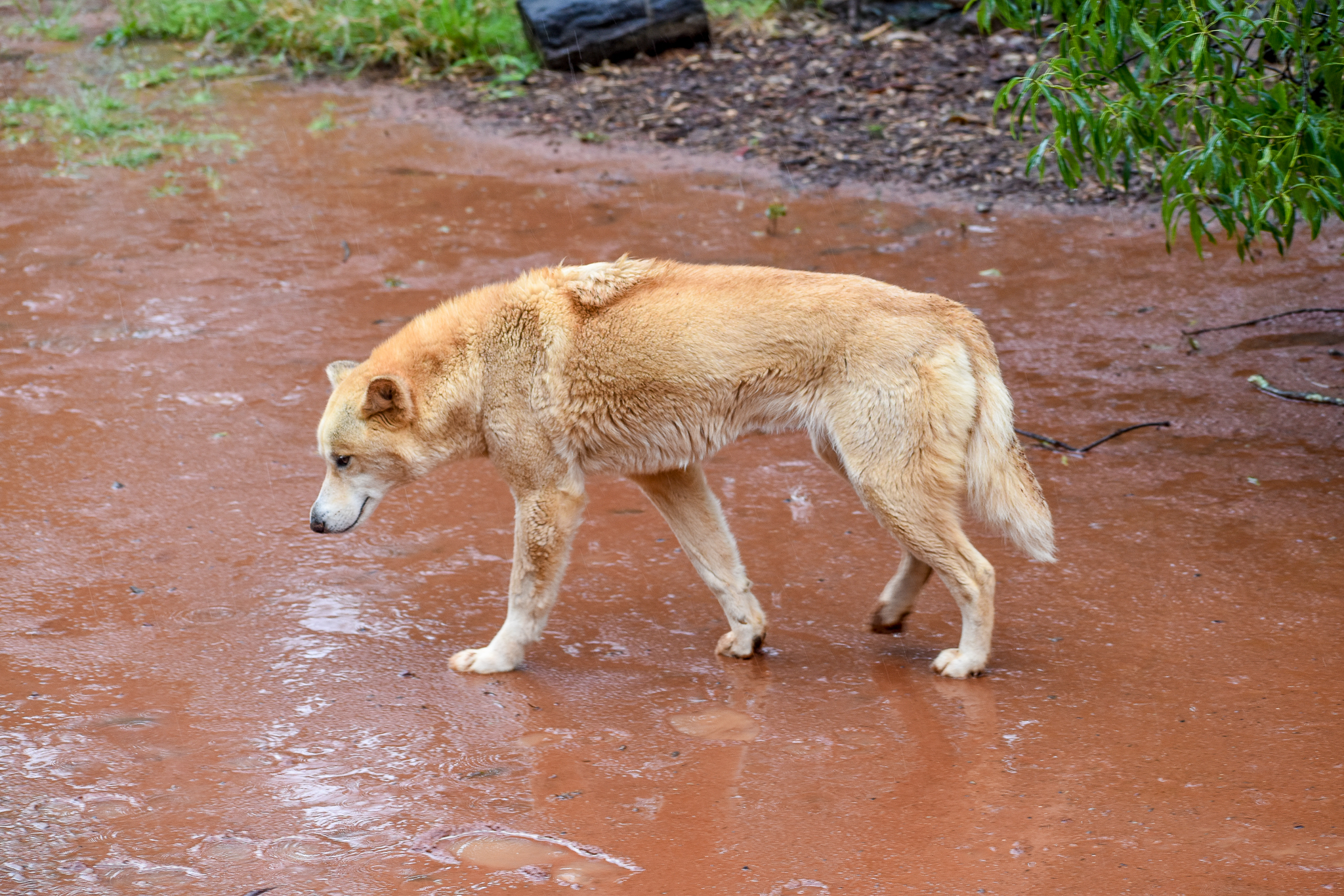 Dingo in the Rain