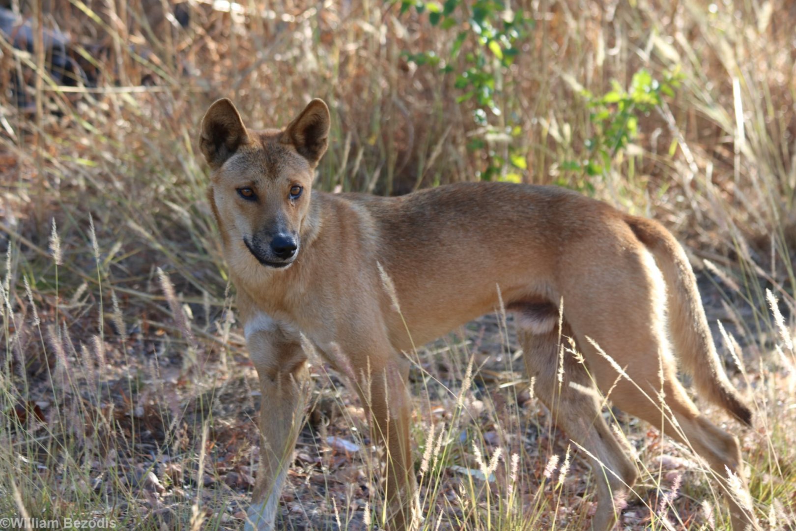 Dingo - Kakadu