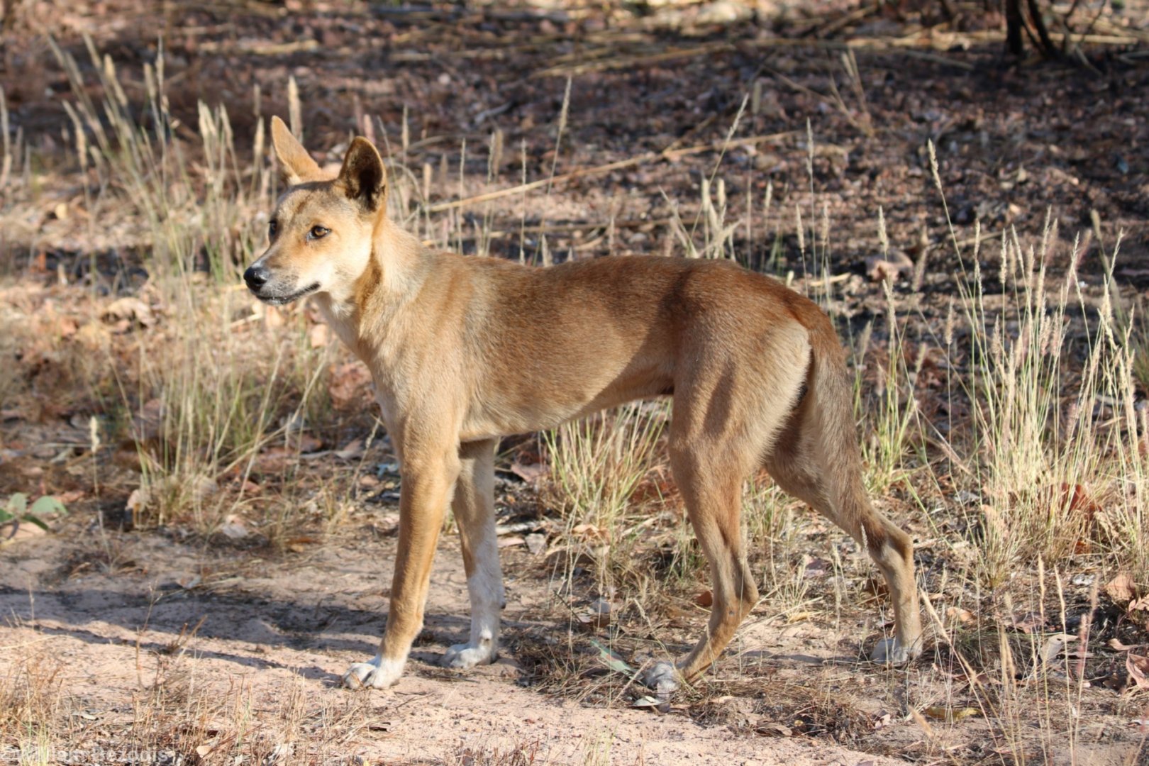 Dingo - Kakadu