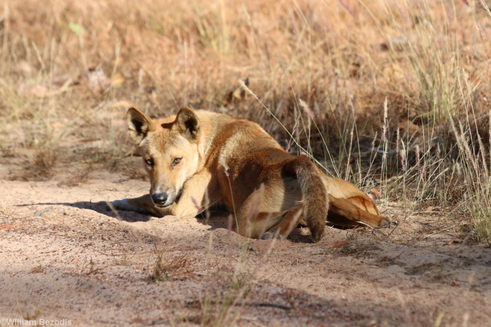Dingo - Kakadu