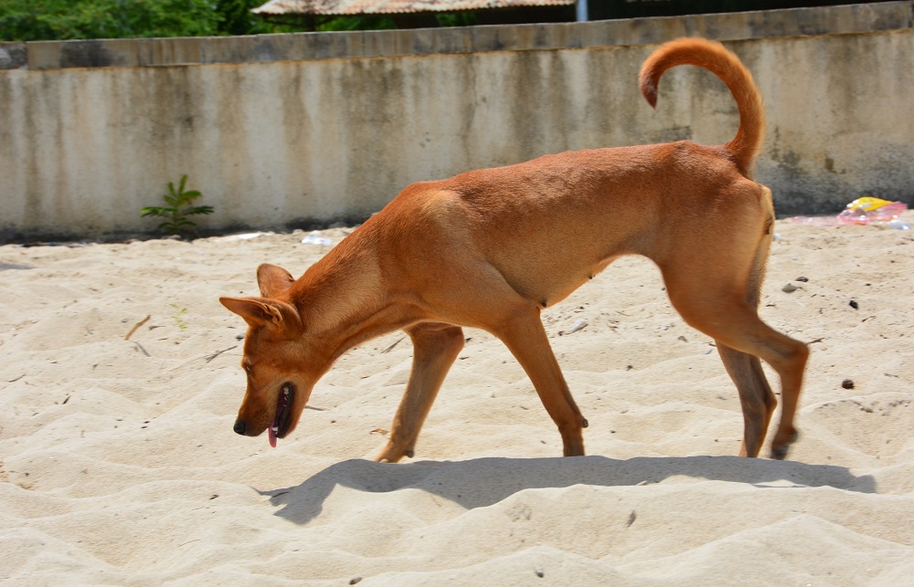 Dingo like dog.  Timor Leste