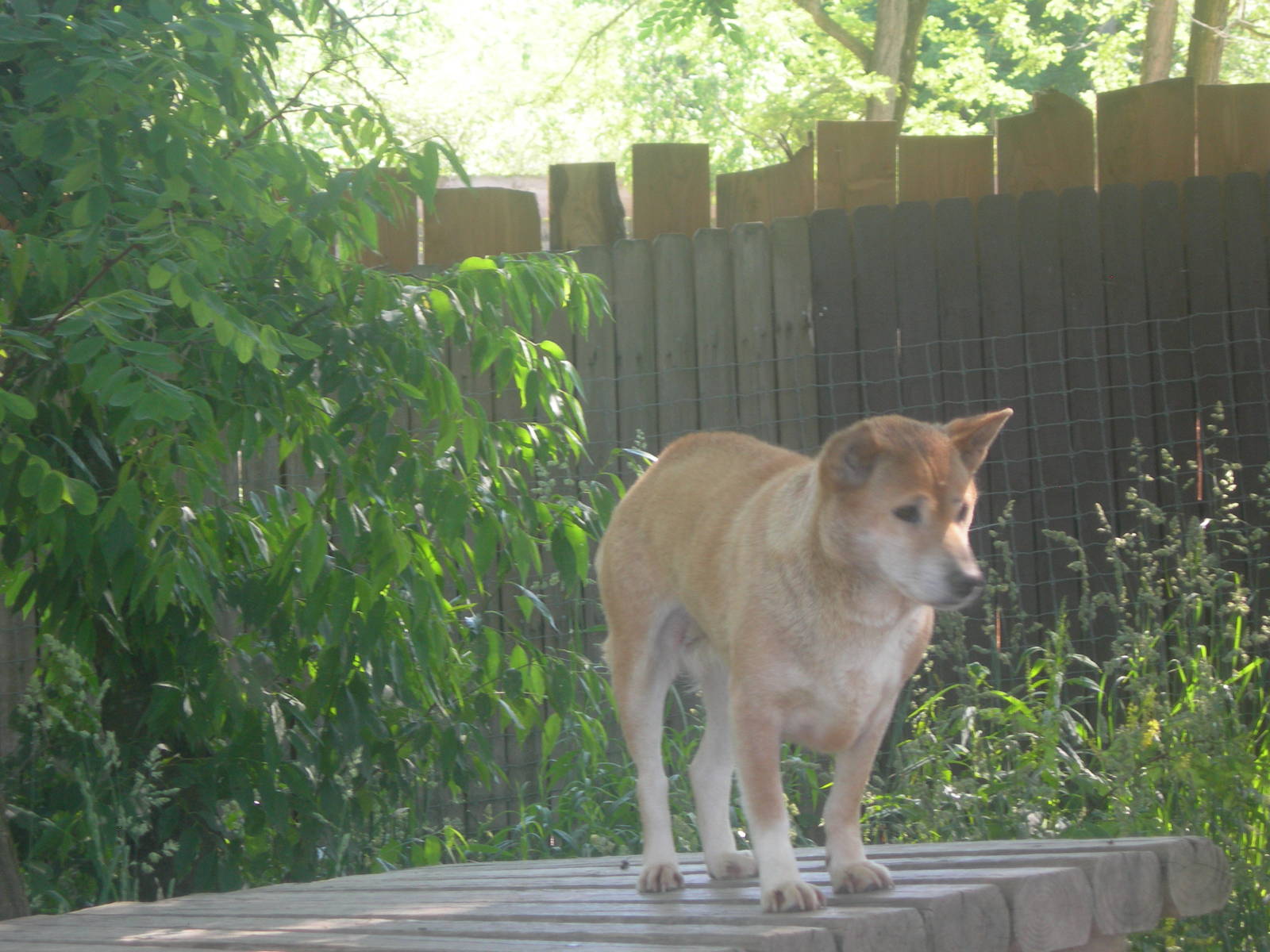 Dingo Living Treasures Animal Park Donegal,Pa