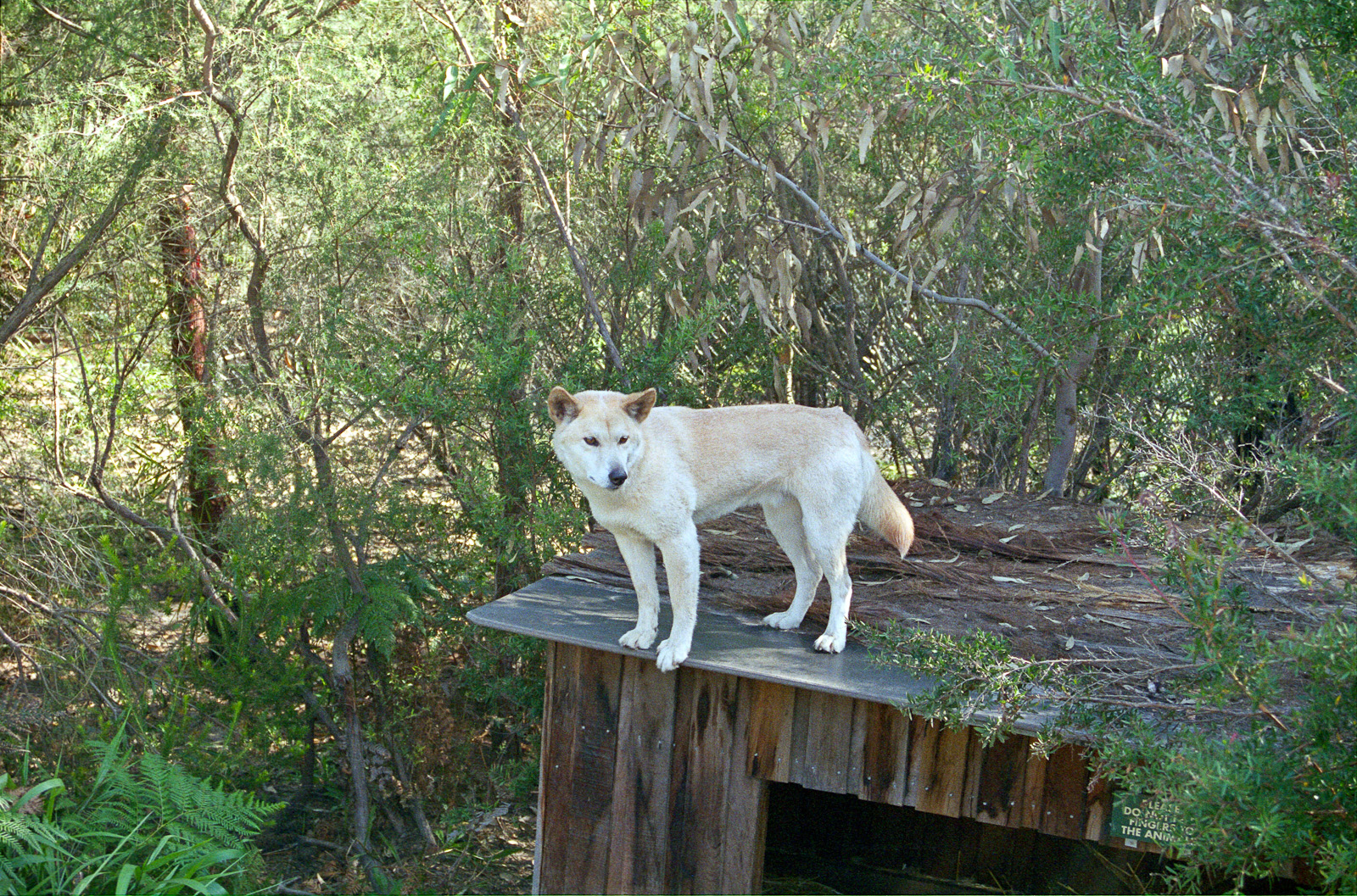 Dingo - March 1999