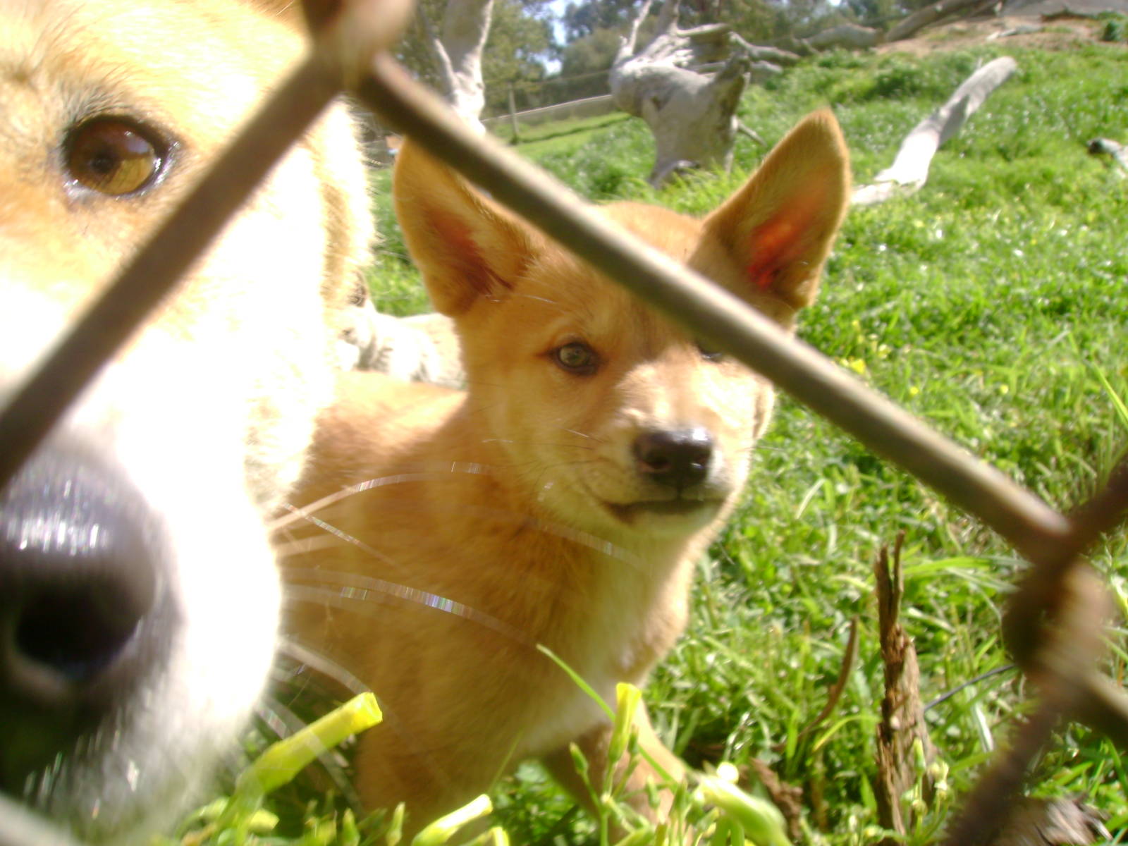 Dingo mum and pup.