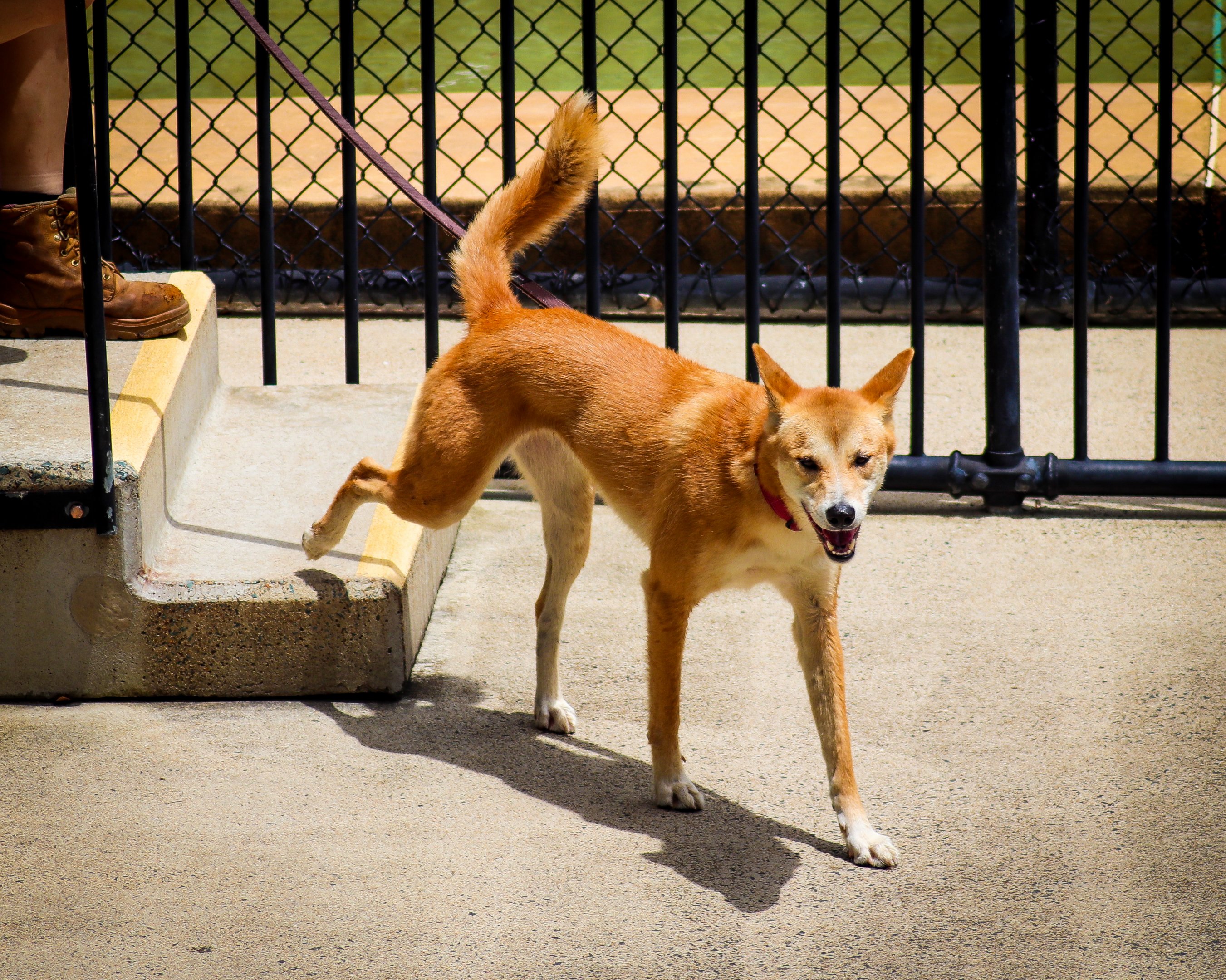 Dingo On a Lead (Canis dingo)