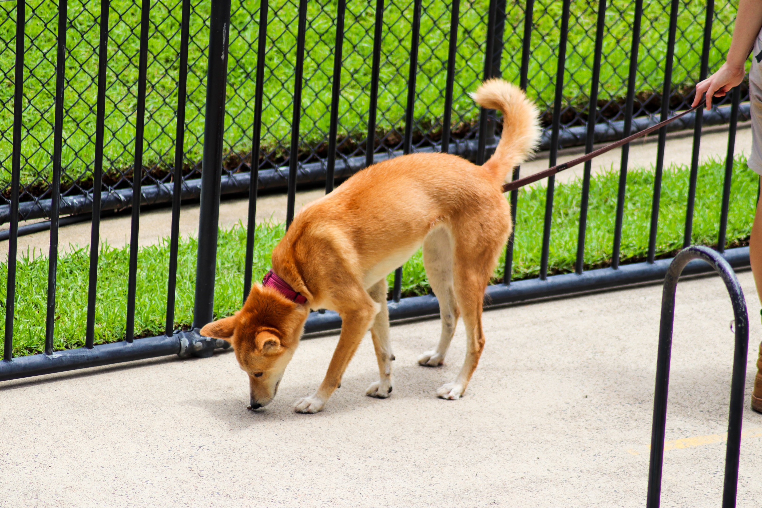 Dingo On a Lead (Canis dingo)