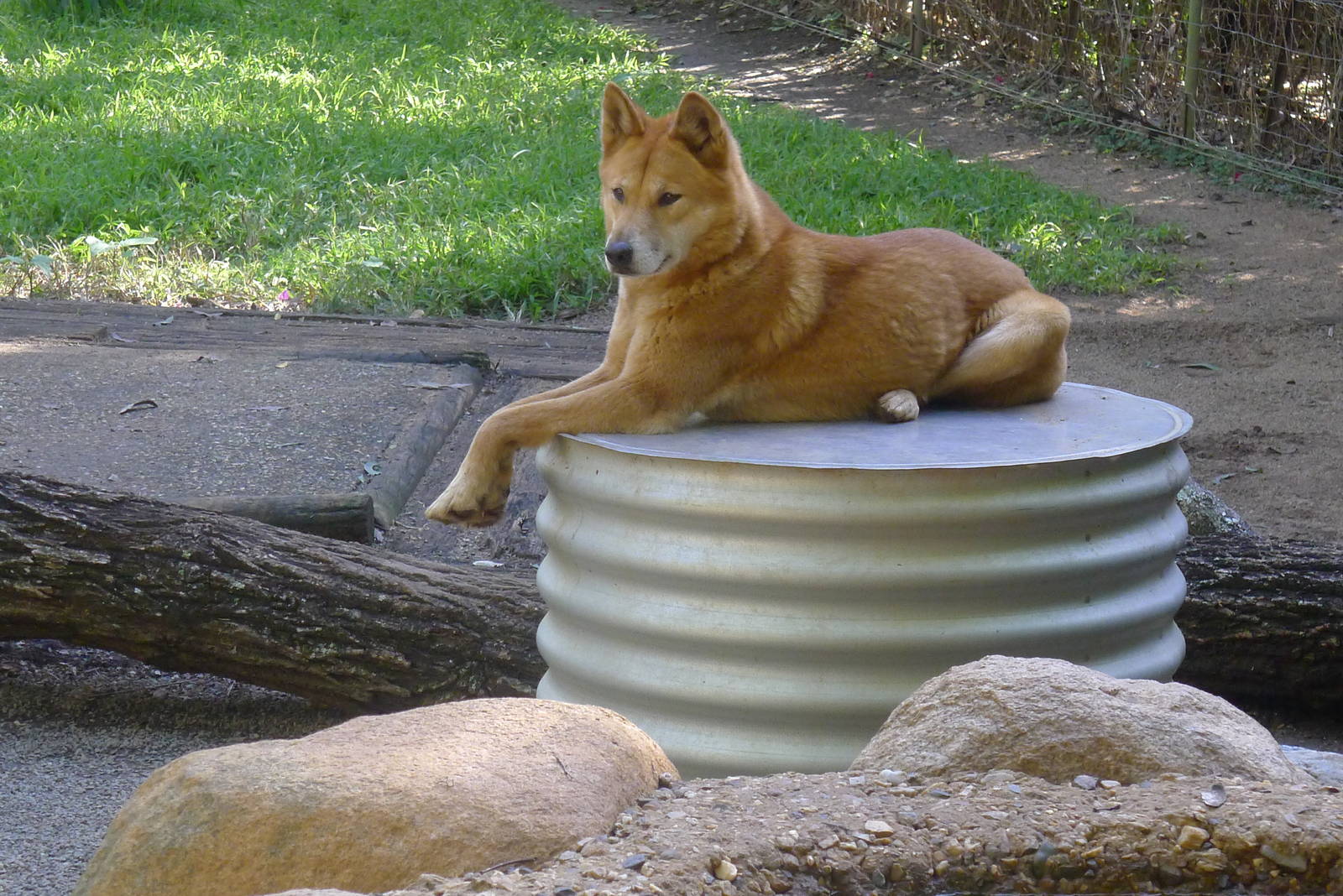 Dingo on his throne