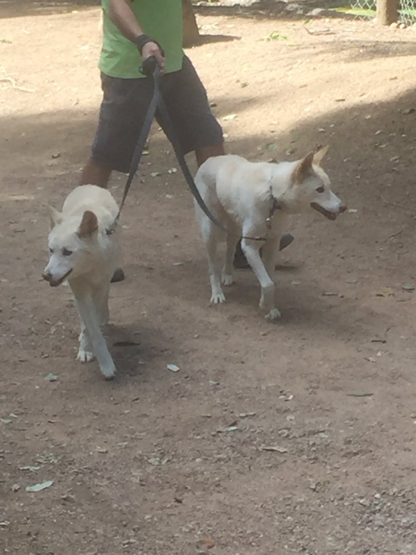 Dingo pair going for a walk around the park