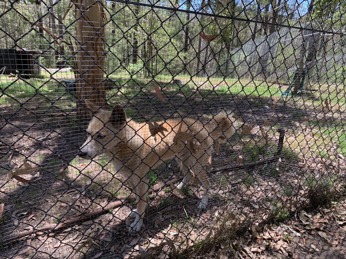 Dingo (Potoroo Palace)