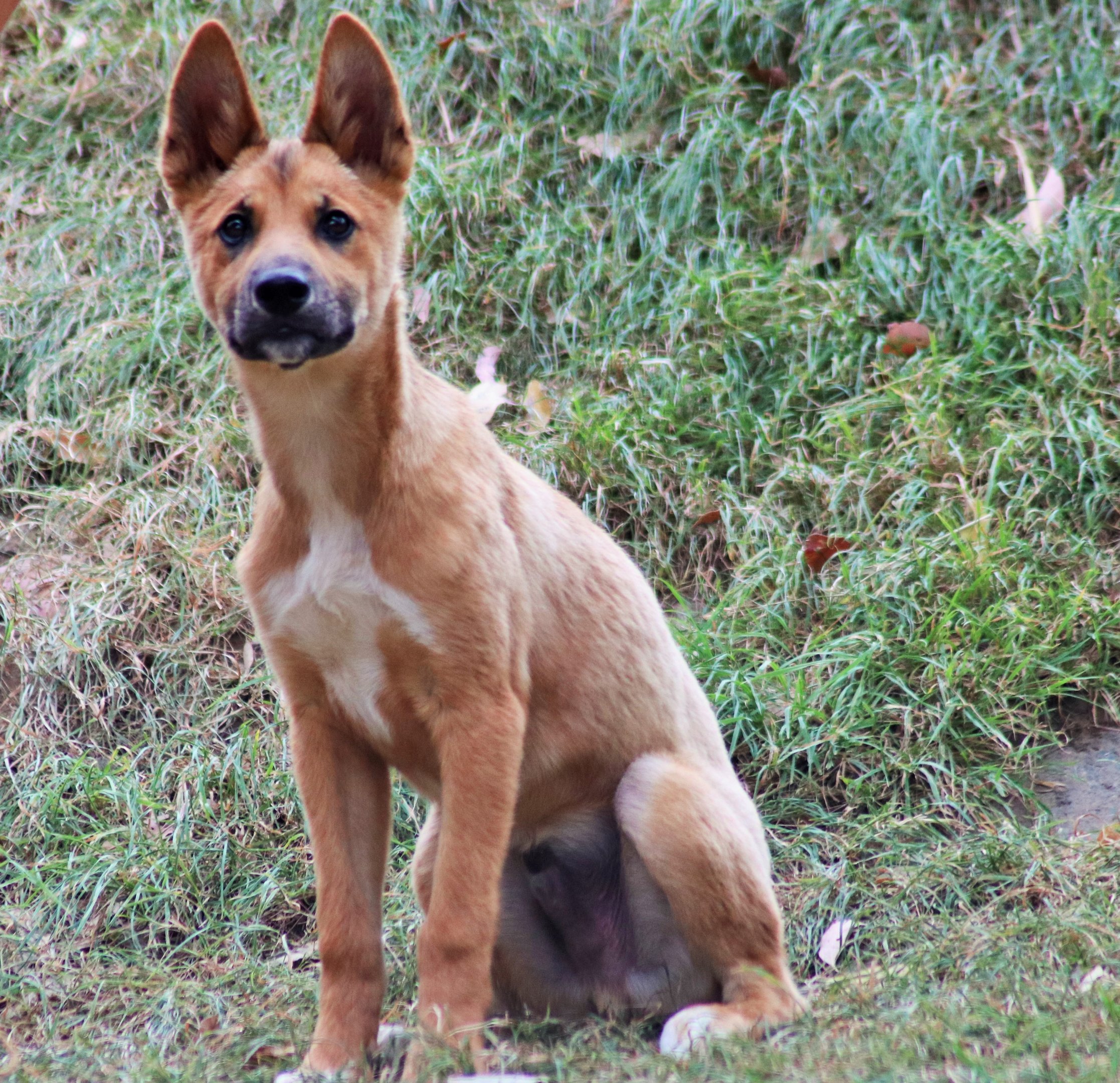 Dingo Pup (Canis dingo)