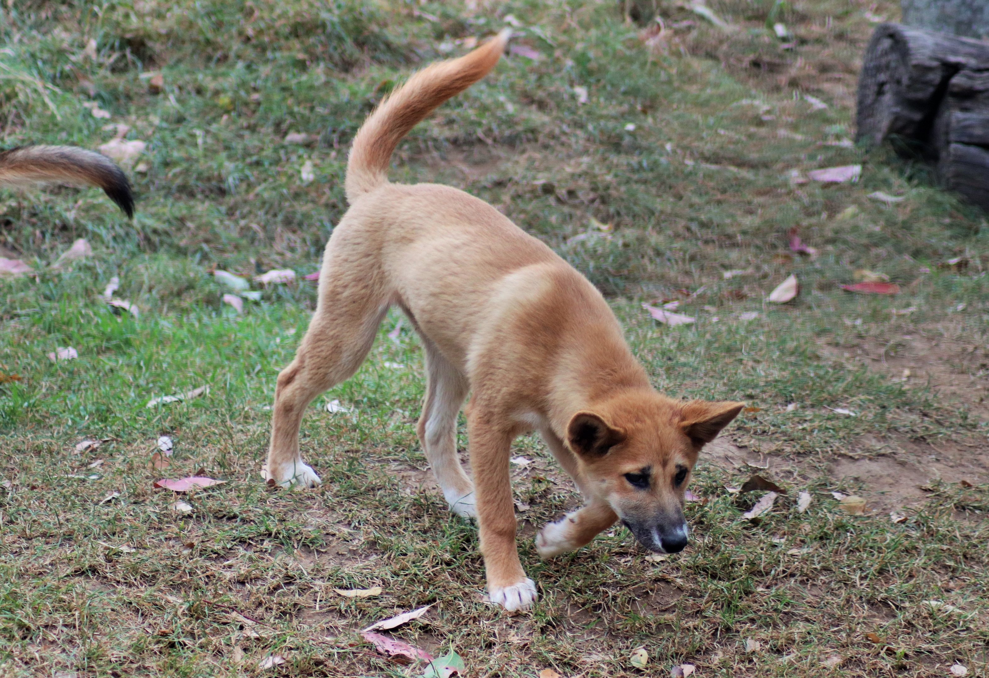 Dingo Pup (Canis dingo)