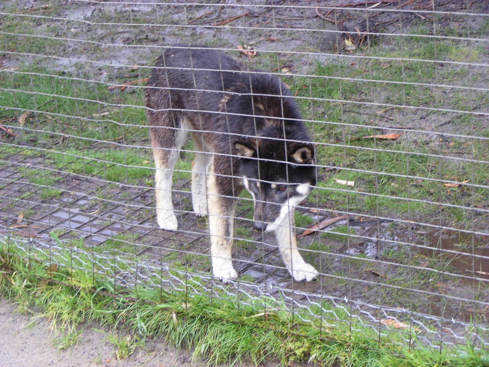 Dingo Pup - September, 2009