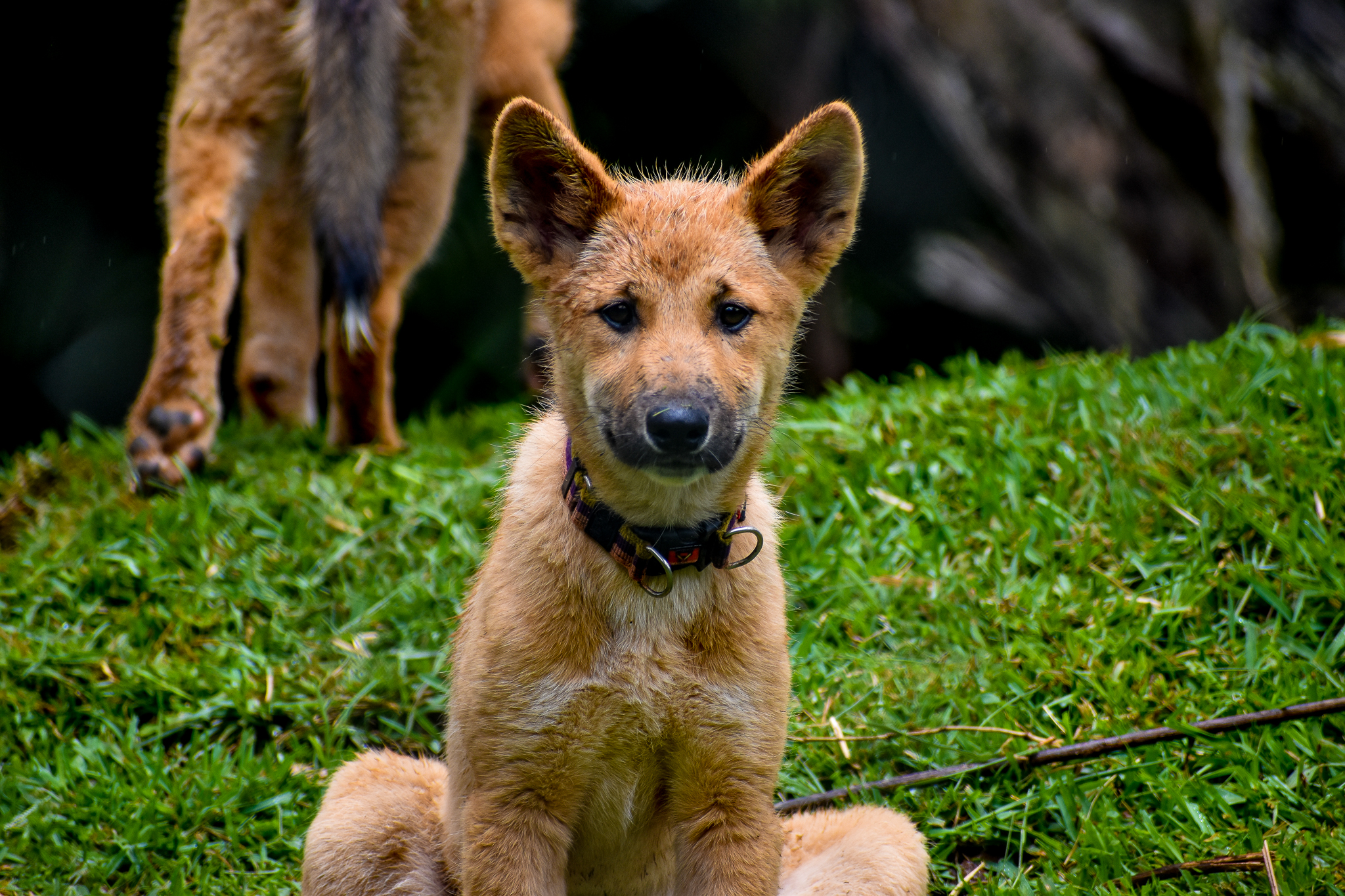 Dingo Pup