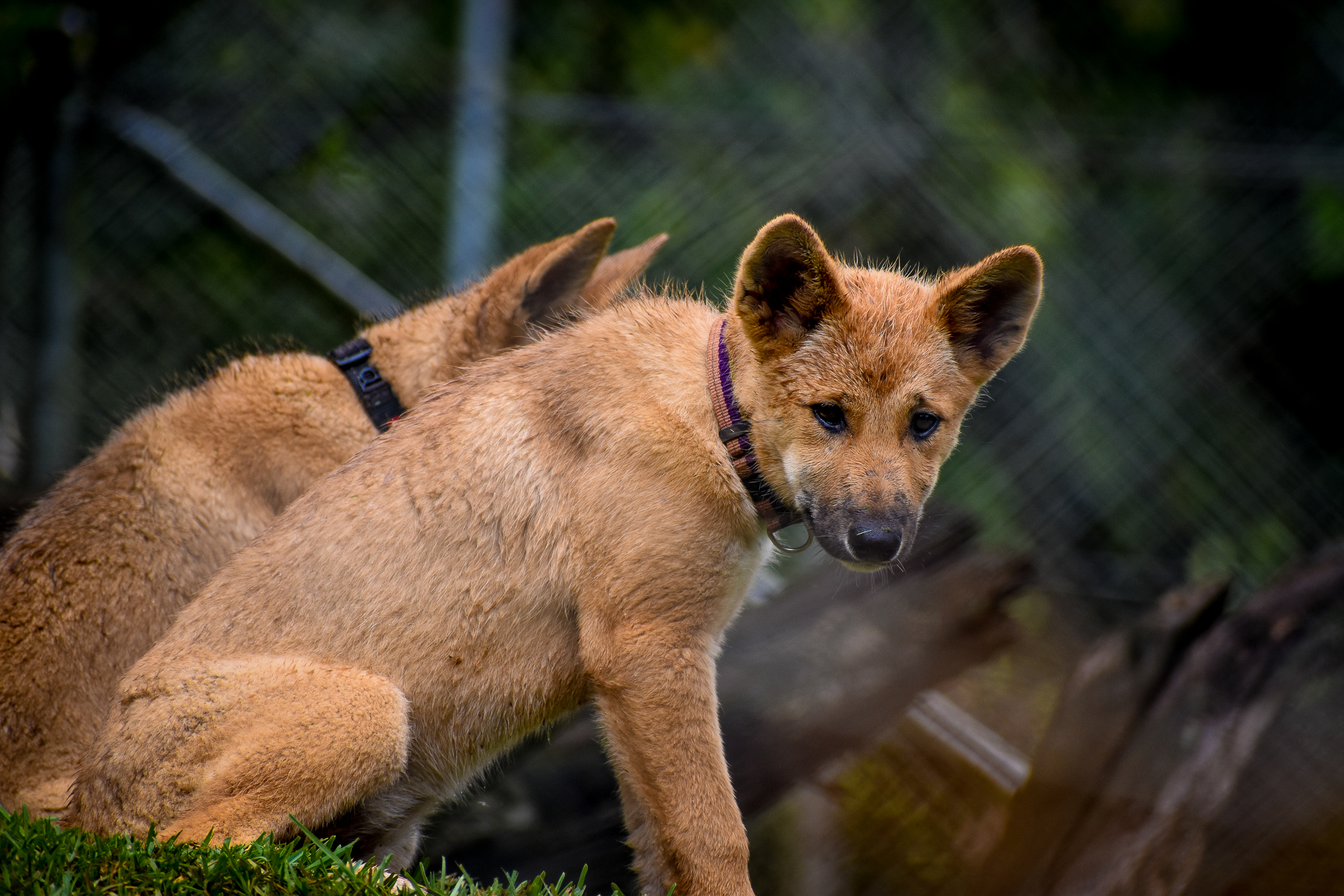 Dingo Pup