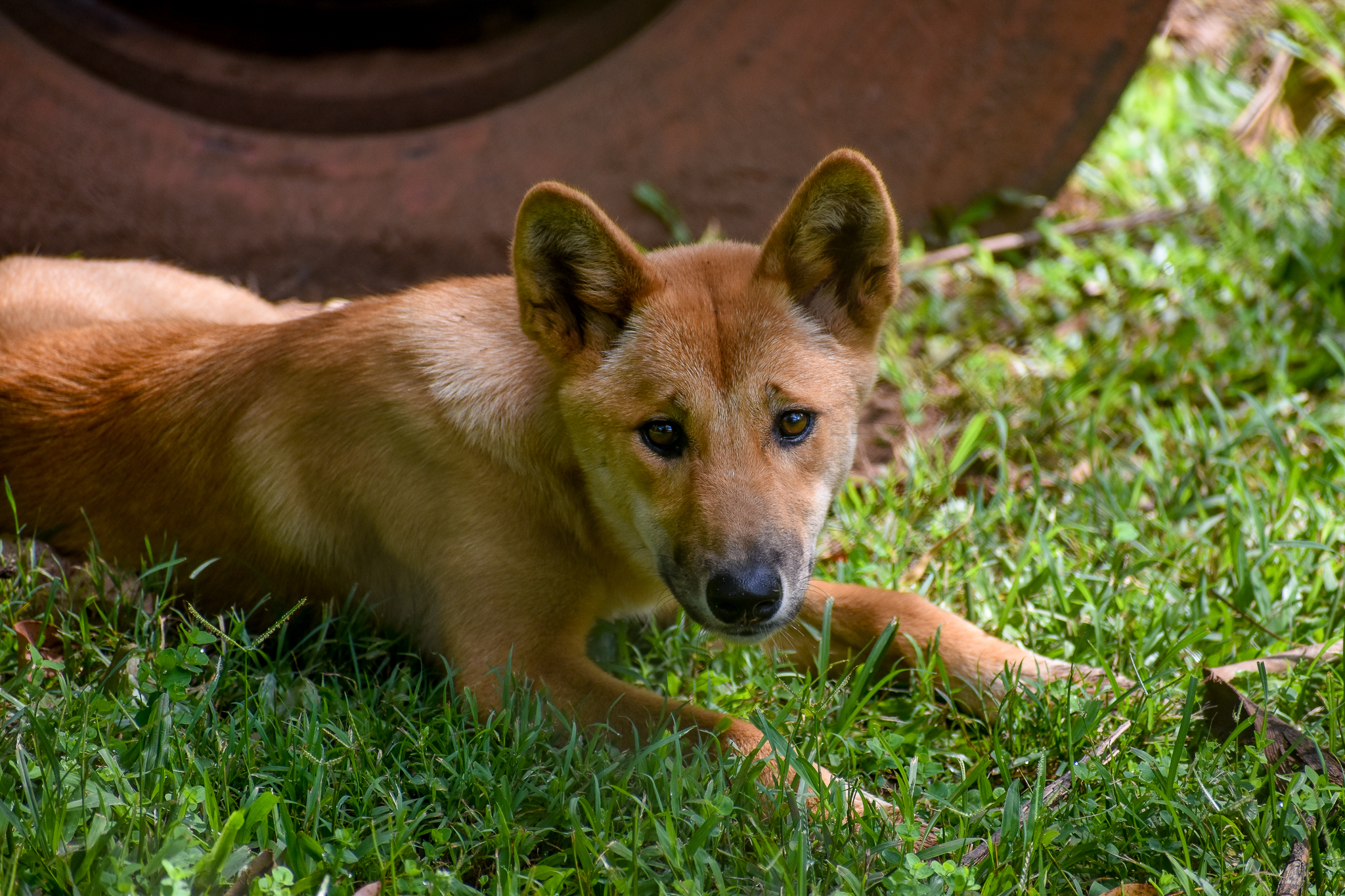 Dingo Pup