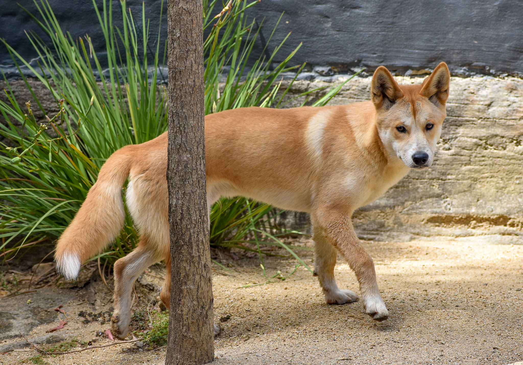 Dingo pup