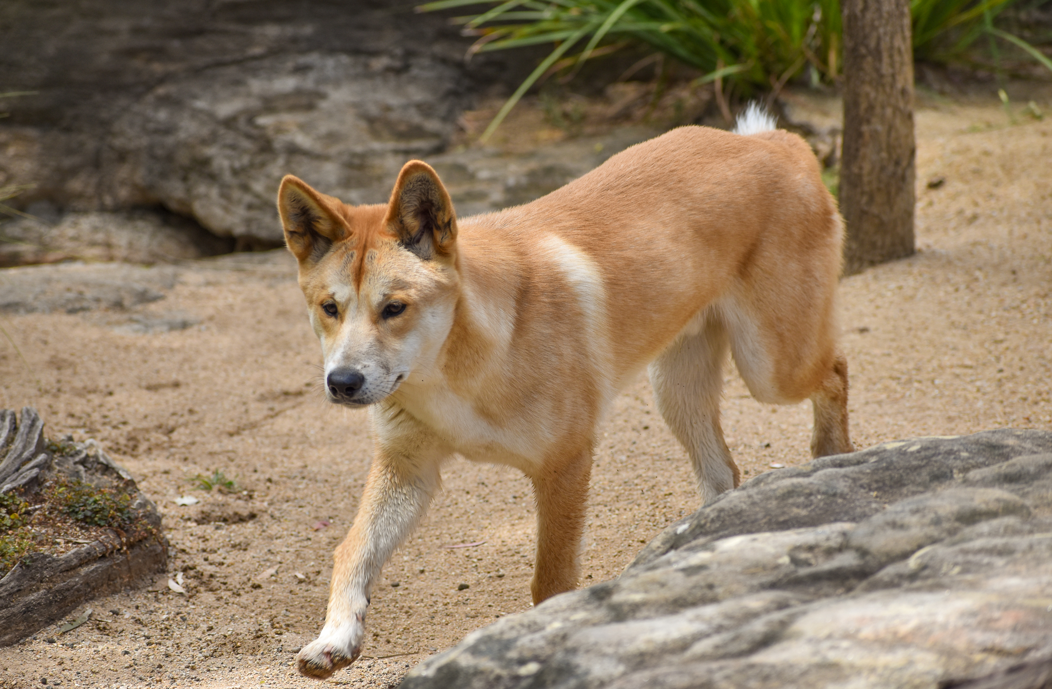 Dingo pup