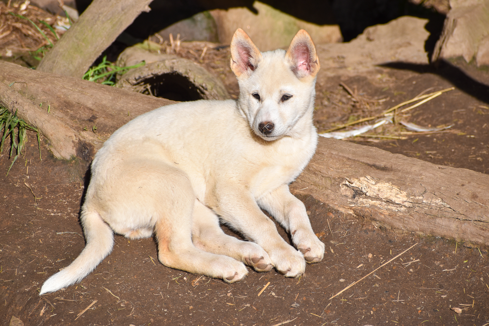 Dingo pup