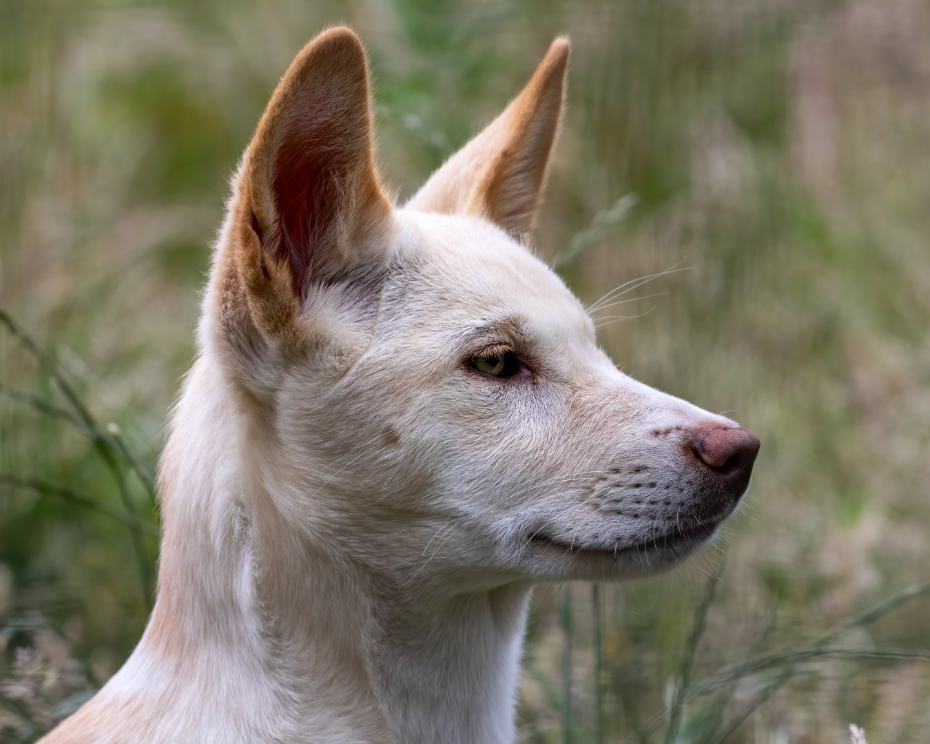 Dingo puppy / Hamerton / 17-6-20