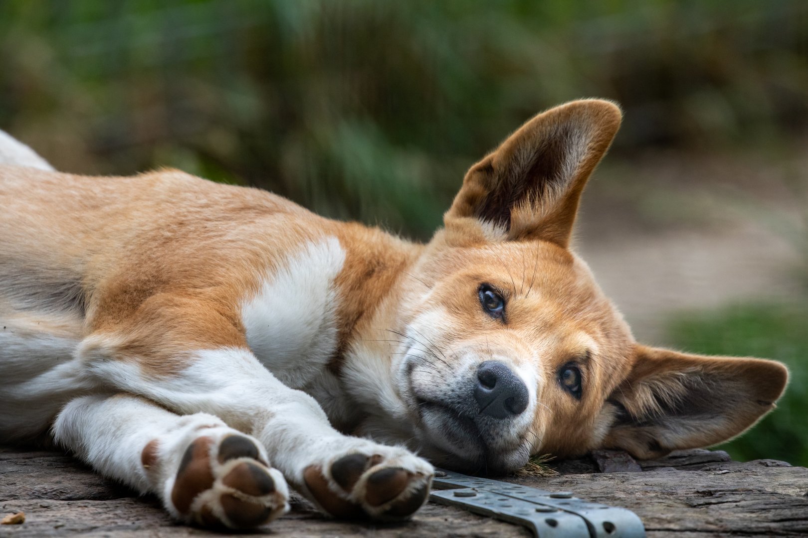 Dingo puppy / Hamerton / 17-6-20