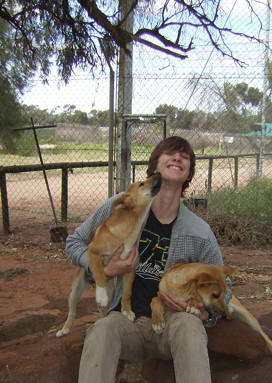Dingo Pups at 28/9/08
