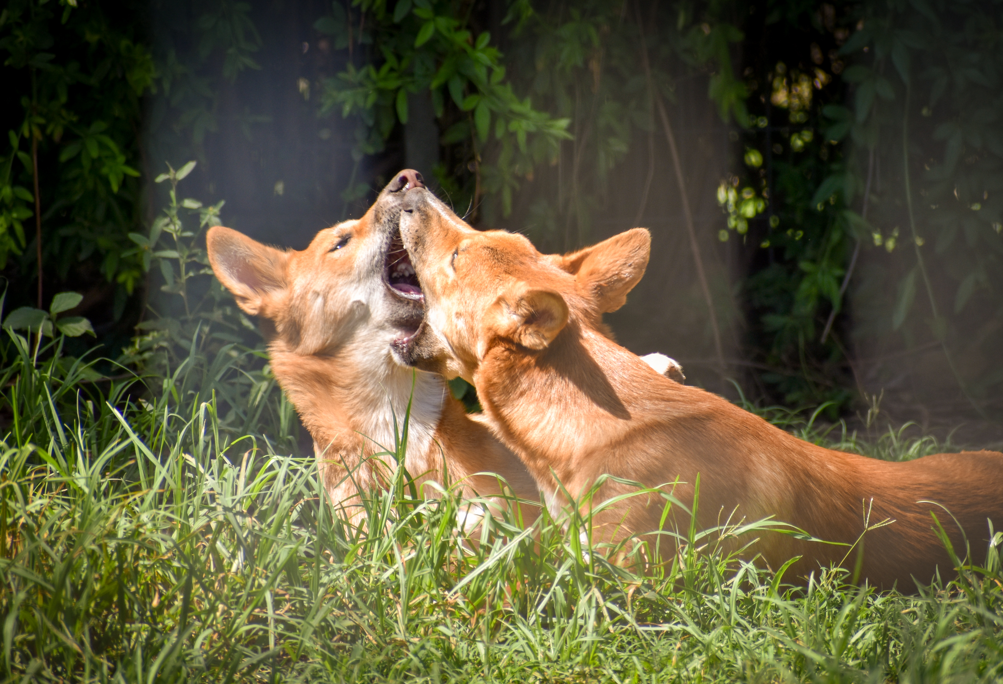 Dingo Pups