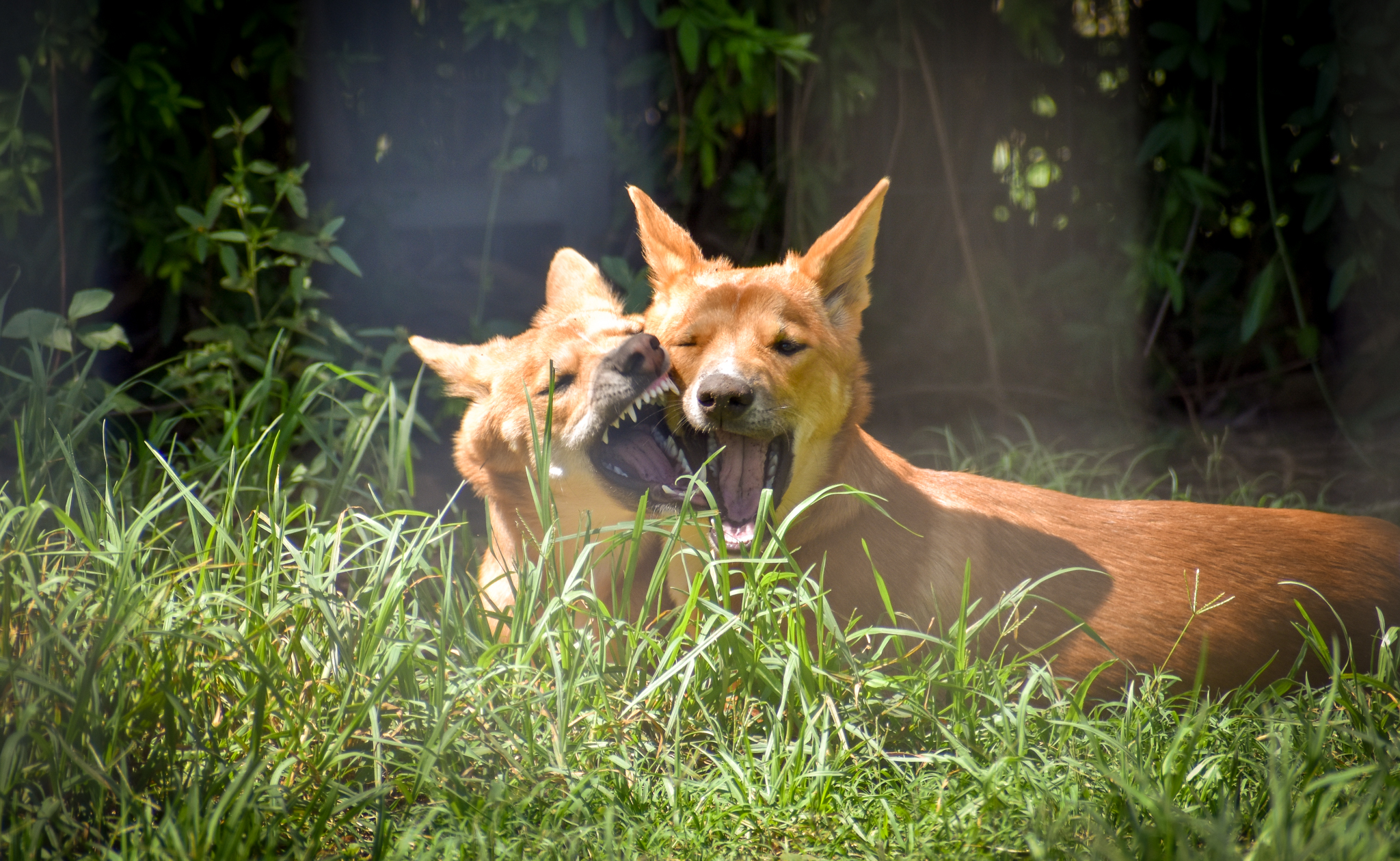 Dingo Pups