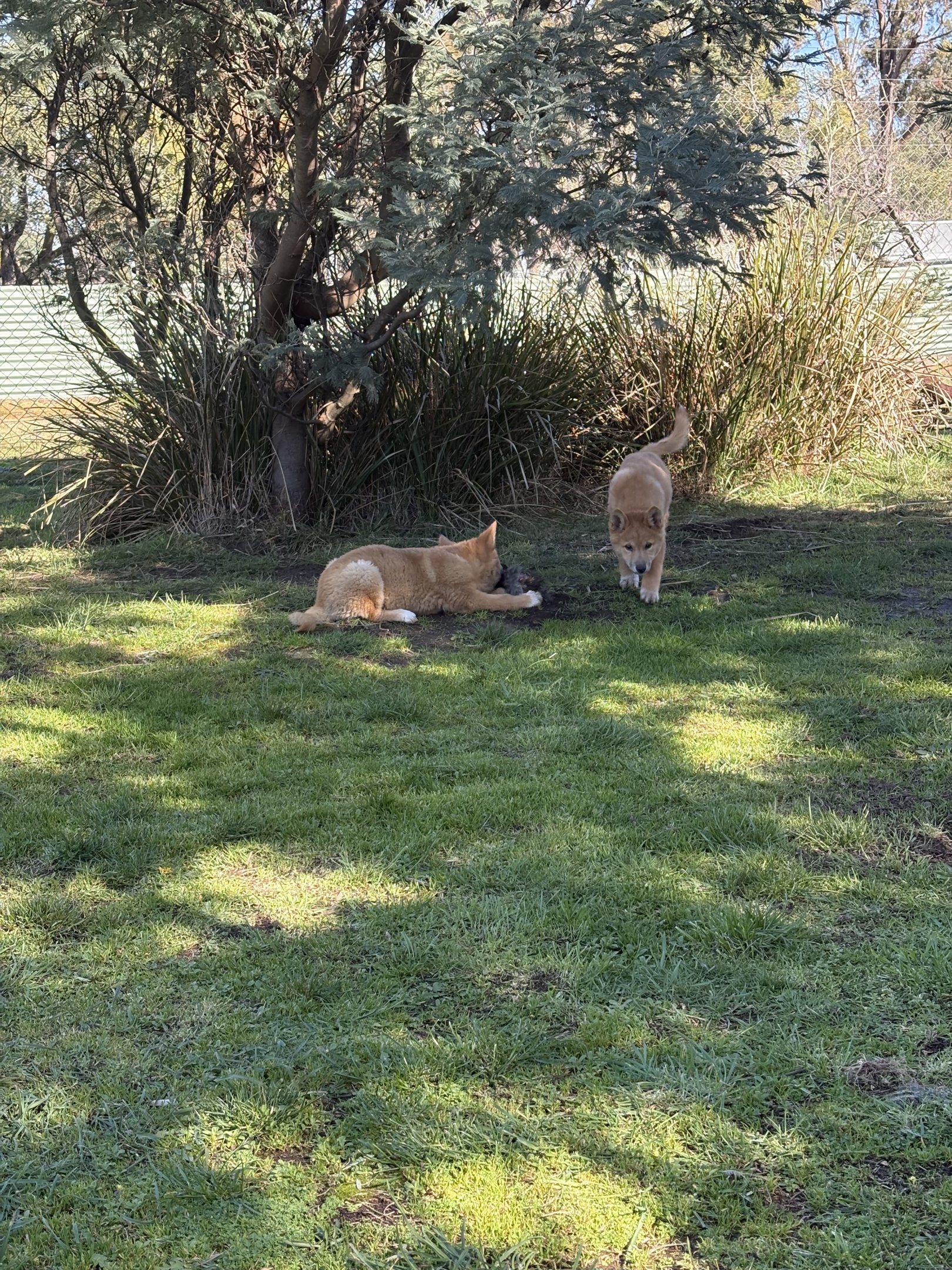 Dingo pups
