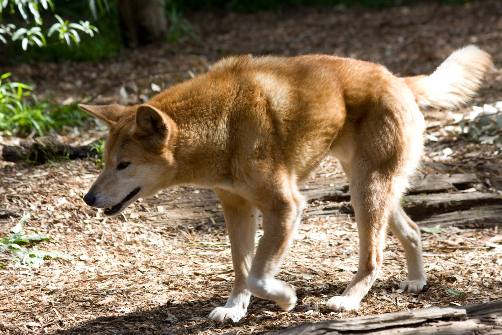 Dingo - Sep 2008